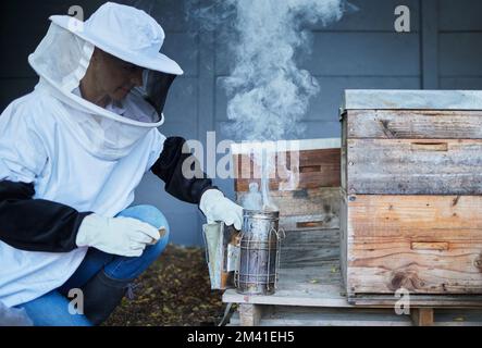 Les abeilles, les femmes et la fumée pour le miel, la production agricole et le processus de durabilité écologique dans l'environnement. Apiculteur en costume insectes fumants en nid d'abeille Banque D'Images