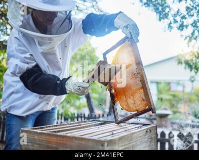 Abeilles, miel et pinceau pour l'agriculture, la durabilité et la production d'abeilles avec un cadre. Les employés travaillant à la ferme se brossent et travaillent à l'agriculture Banque D'Images