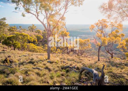 Arbres de bois de sang du désert (Corymbia terminalis) dans la lueur de la lumière du soleil de l'après-midi sur le sommet du mont Oxley dans le nord-ouest de la Nouvelle-Galles du Sud, Australie Banque D'Images