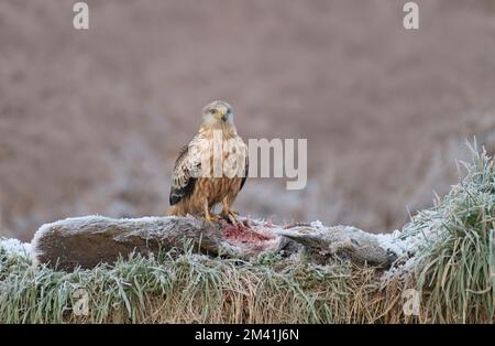 Jeune cerf-volant, Milvus milvus, sur carcasse de cerf surgelé en hiver, en Écosse Banque D'Images