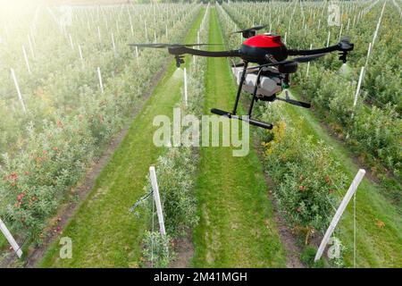 Un pulvérisateur de drone survole les pommiers. Agriculture intelligente et agriculture de précision Banque D'Images
