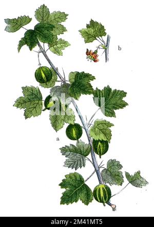 Syn. uva-crispa de la baie de Gooseberry Ribes. Ribes grossularia, (livre botanique, 1909), Stachelbeere Banque D'Images