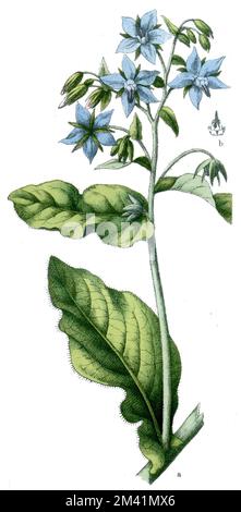 Borago officinalis, (livre botanique, 1909), Borretsch Banque D'Images