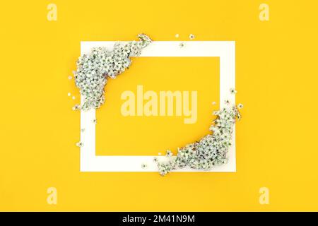 Printemps, Pâques, Fête des mères, fleur d'aubépine cadre sur fond jaune. Arrangement floral minimal, beau concept de bordure de la nature. Vue de dessus. Banque D'Images