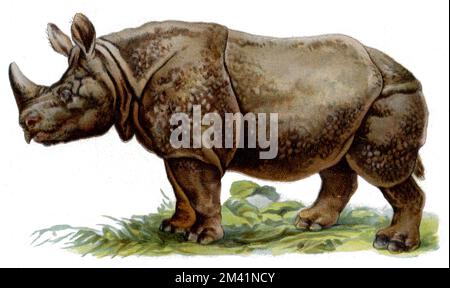 Rhinocéros indiens Rhinoceros unicornis, (livre de zoologie, 1913), Panzernashorn Banque D'Images