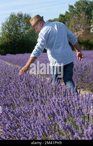 Un agriculteur inspecte un champ de lavande. Champs de lavande en fleur Banque D'Images