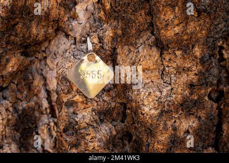 Le marqueur 3565 a cloué dans l'écorce d'arbre pour étiqueter un arbre de séquoia spécifique Banque D'Images