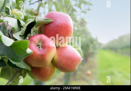 Pommes mûres dans un verger de pommes le matin brumeux sur un fond de ciel bleu. Mise au point sélectionnée. Copier l'espace Banque D'Images