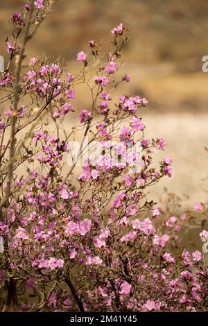 Le rhododendron Ledebarra fleurira en mai dans les montagnes de l'Altaï. Banque D'Images