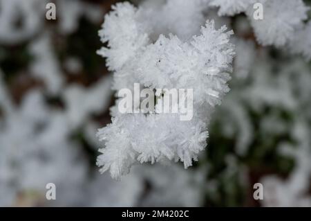 Farnham Common, Buckinghamshire, Royaume-Uni. 17th décembre 2022. Les sangsues de Burnham dans le Buckinghamshire continuent à ressembler à un film de rêve d'hiver aujourd'hui. La neige reste encore sur les arbres et les glaçons de givre scintillés dans la lumière après un autre gel lourd de nuit. Burnham Beeches est un site d'intérêt scientifique spécial et un refuge pour la faune. Les températures devraient augmenter cette semaine et de fortes pluies sont prévues. Crédit : Maureen McLean/Alay Live News Banque D'Images