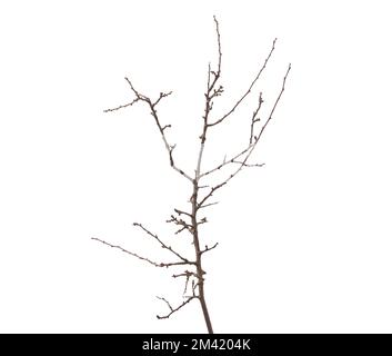 Branche sans feuilles isolée sur blanc Banque D'Images