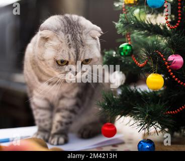 Le chat est assis sous l'arbre de Noël avec des livres et des verres Banque D'Images