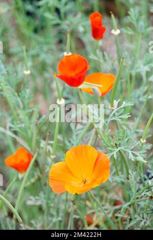 Eschscholzia californica 'Mikado', pavot de Californie 'Mikado' Banque D'Images