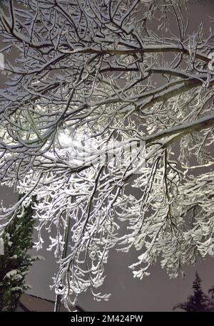 Arbres enneigés dans la neige de Londres - 11th décembre 2022 Banque D'Images