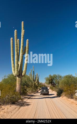 Giant saguaro, SUV, San Cristobal Wash, El Camino del Diablo, refuge pour animaux sauvages Cabeza Prieta Natl, Arizona, États-Unis Banque D'Images