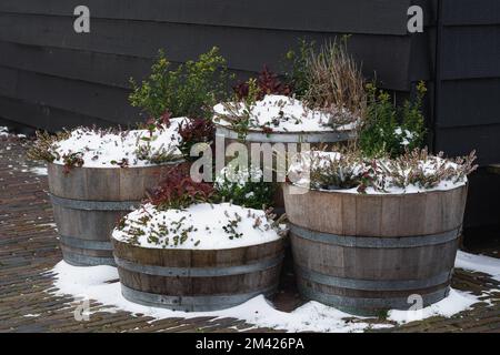 Plantes vertes poussant en fûts de bois sur fond de mur noir en bois, poudrées de neige. Banque D'Images