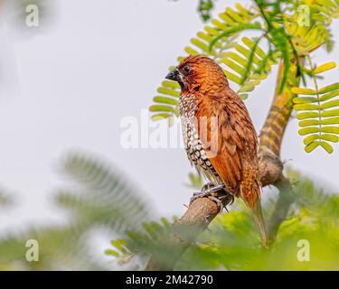 Un Scadally Munia posant pour un portrait sur une branche Banque D'Images