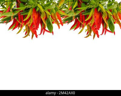 Des petits pains de piments rouges avec des feuilles vertes isolées sur du blanc comme cadre avec espace de copie et chemin d'écrêtage Banque D'Images