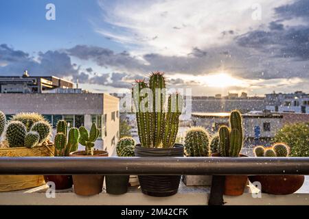 Balustrade d'une terrasse avec des cactus variés au milieu d'une tempête avec des rayons de soleil se brisant à travers les nuages Banque D'Images