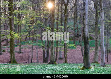 Les arbres et la lumière du soleil, Rådasjöns Naturreservat, Mölnlycke, Suède Banque D'Images