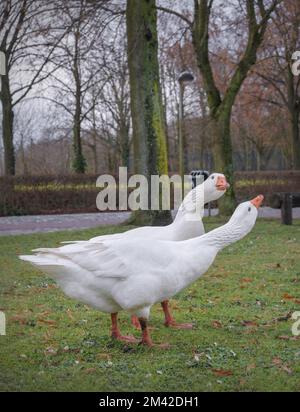 Deux oies domestiques blanches sur une pelouse herbacée dans le parc Banque D'Images