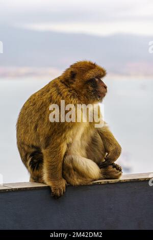 Le singe de Gibraltar en profil qui habite la réserve naturelle qui est haute sur le rocher. Banque D'Images