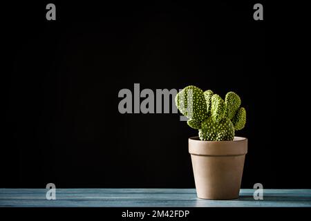 Petit pot en argile avec un opuntia microdasys jaune sur table en bois bleu et fond noir Banque D'Images