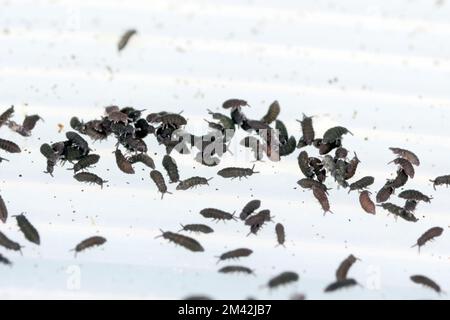 Groupe de Springqueues, commander Collembola. Banque D'Images