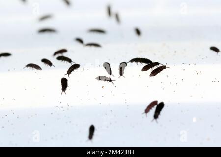 Groupe de Springqueues, commander Collembola. Banque D'Images