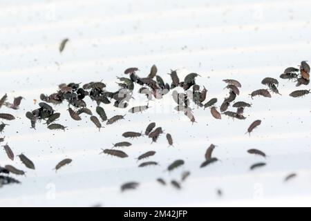 Groupe de Springqueues, commander Collembola. Banque D'Images