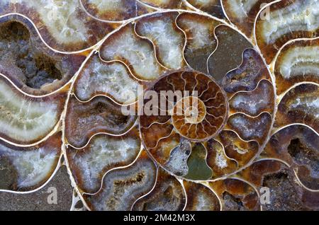 Arrière-plans et textures : motif en spirale multicolore naturel, plaque en coquillages ammonites pétrifiés Banque D'Images