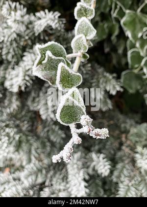Le givre forme une bordure cristalline blanche autour des feuilles vertes en forme de coeur d'une vigne lierre. Banque D'Images