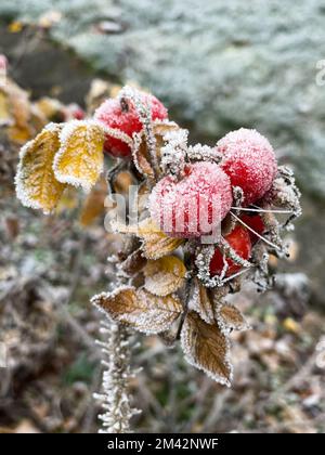 Les hanches roses d'une rose sauvage sont couvertes de givre. Banque D'Images