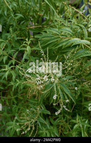 Succursale de Lippia citriodora rapprochée Banque D'Images