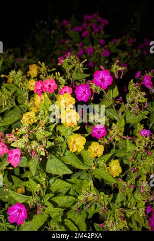 Mirabilis jalapa fleurs colorées Banque D'Images