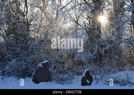 faible soleil dans la forêt Banque D'Images