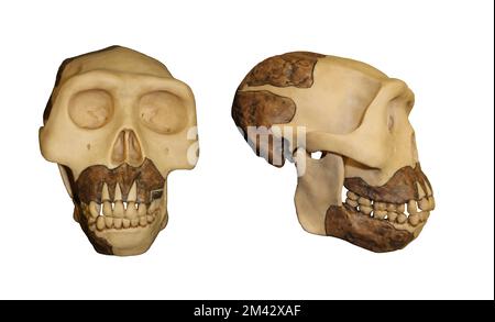 Comparaison frontale de l'Homo erectus de Java Man Banque D'Images