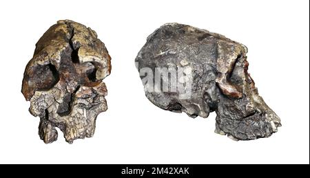 Kenyanthropus platyops Front Side Comparison Banque D'Images