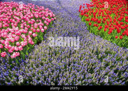 Fleurs de tulipe rose avec des fleurs de jacinthe pourpres Banque D'Images