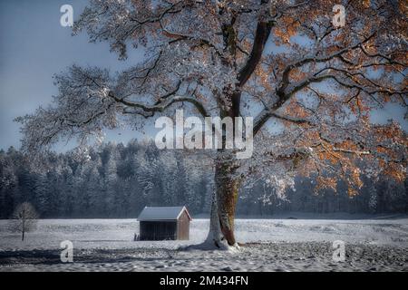 DE - BAVIÈRE: Winterscene avec vieux chêne près de Bad Toelz à Oberbayern Banque D'Images