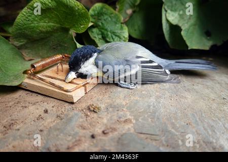 Kohlmeise (Parus Major), getötet durch eine Mausefalle, Nordrhein-Westfalen, Deutschland, Weilerswist Banque D'Images