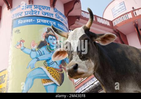 Sainte vache devant un énorme Shiva-peinture aux ghats Banque D'Images