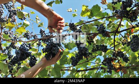 les mains de la personne élagage des grappes de raisins avec des baies mûres de bleu foncé avec des sécateurs vue de fond, élagage des grappes de raisins pendant la saison de récolte Banque D'Images