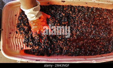 les raisins rouges écrasés dans un récipient en plastique orange nervuré et une main gantée de caoutchouc hacher la glace fruitée, en préparant les raisins pour la fermentation Banque D'Images