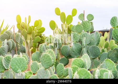 Grand buisson en forme de différents types plantes opuntia dans grand centre de jardin Banque D'Images