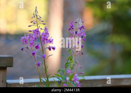 Un gros plan de branches d'herbes de thé Ivan avec de petites fleurs violettes sur elles Banque D'Images