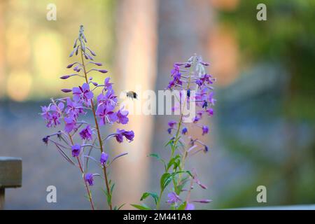 Un gros plan de branches d'herbes de thé Ivan avec de petites fleurs violettes sur elles Banque D'Images