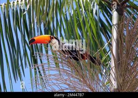 Ramphastos toco, ou Toucans, sur un palmier Jussara, Euterpe edulis, au Brésil. Banque D'Images