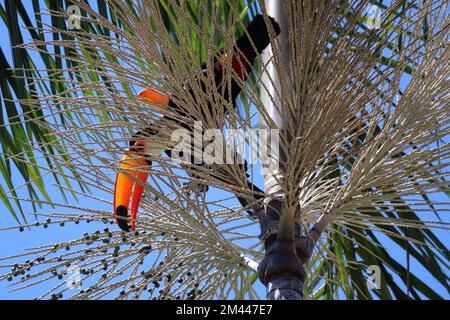 Ramphastos toco, ou Toucans, sur un palmier Jussara, Euterpe edulis, au Brésil. Banque D'Images