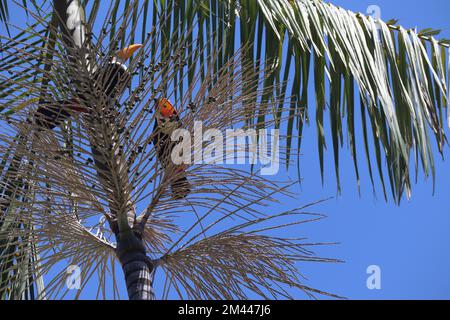 Ramphastos toco, ou Toucans, sur un palmier Jussara, Euterpe edulis, au Brésil. Banque D'Images